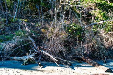 Tacoma Narrows Park 'taki sahil şeridi.