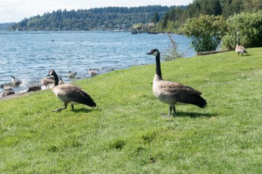 Kanada kazlar Couon Park 2