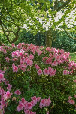 Baharda pembe Azaleas
