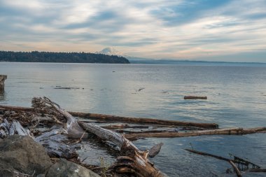 Rainier üç ağaç noktadan 4