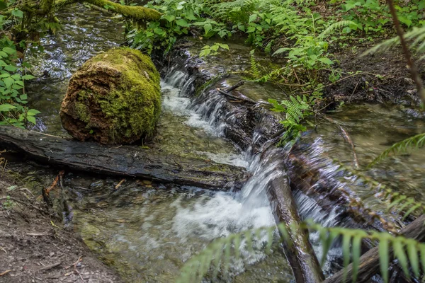 Wasser rauscht über Baumstämme — Stockfoto