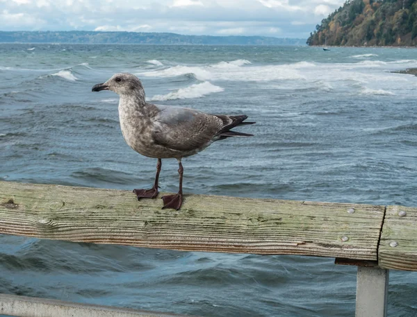 Gabbiano sul molo — Foto Stock