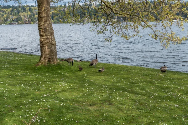 Aves en Seward Park — Foto de Stock