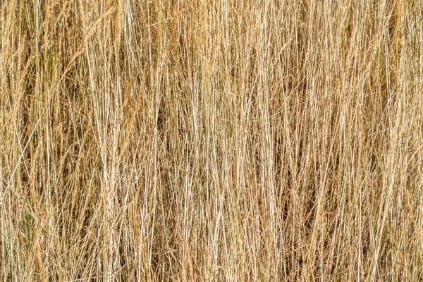 背の高い乾いた草 — ストック写真