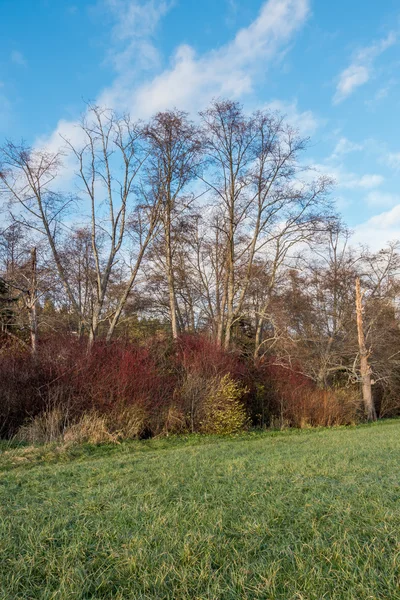 Winter bomen 4 — Stockfoto