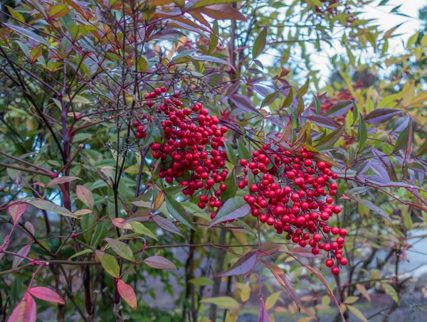 Kırmızı kış meyveleri — Stok fotoğraf