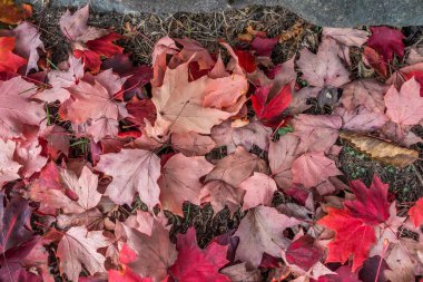 Sonbahar yaprakları Closeup 2