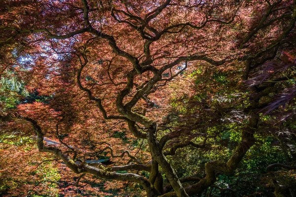 Japonês Maple Abstract — Fotografia de Stock