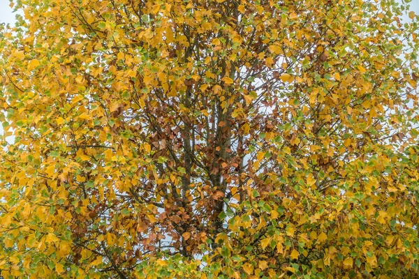 Herbst im Begräbnis 5 — Stockfoto