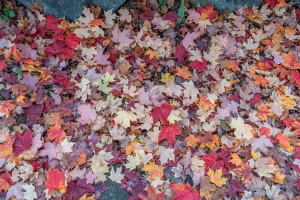 Primeros planos de las hojas de otoño 3 — Foto de Stock