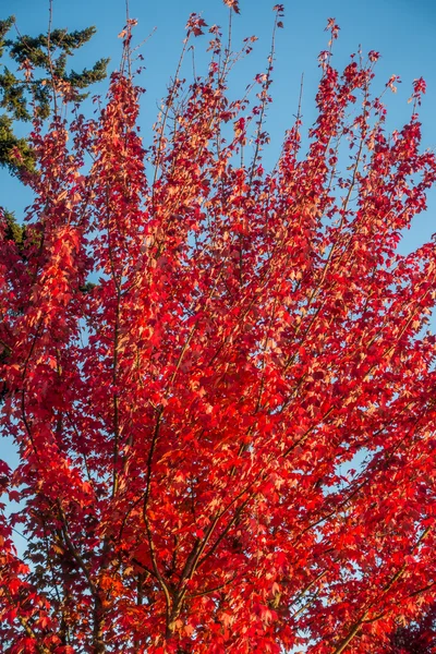 Naranja de otoño en Des Moines 5 — Foto de Stock