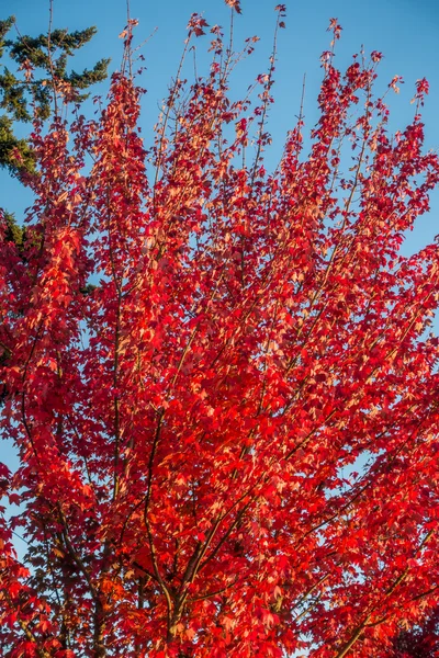 Orange Automne à Des Moines 5 — Photo