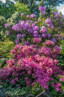 Çiçek rengi ile patlama