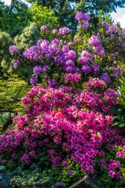 Çiçek rengi ile patlama