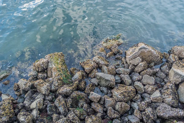 带藤壶的海岸线岩石 — 图库照片