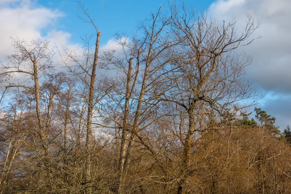 Dorre bomen met blauwe lucht — Stockfoto