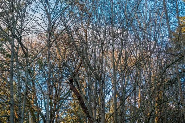 Dorre bomen met blauwe hemel 2 — Stockfoto