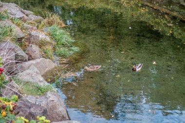 Des Moines Creek ördekler