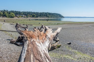 Dalgaların karaya attığı odun ağaç manzara 3
