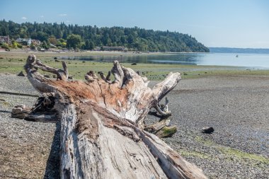 Dalgaların karaya attığı odun ağaç manzara 2
