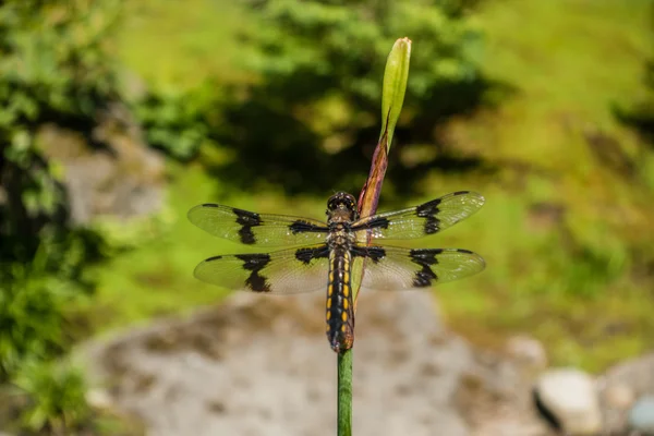 줄기에 Draonfly — 스톡 사진