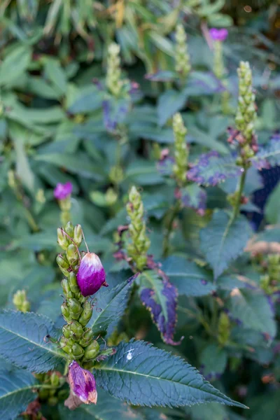 Flower Buds Closeup — Stock Photo, Image