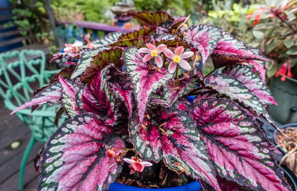 Floración Rex Begonia — Foto de Stock