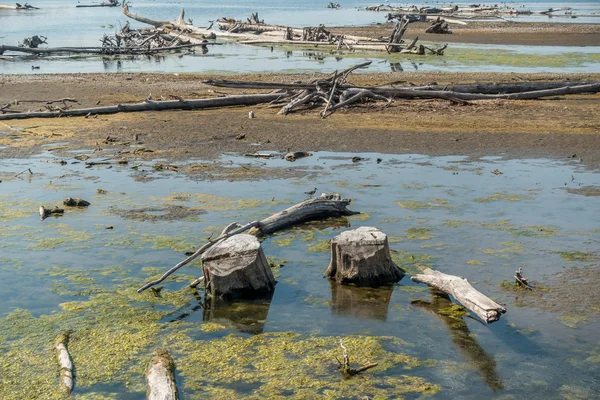 Árboles caídos en el lago —  Fotos de Stock