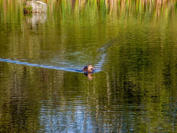 반사 연못에 있는 오리 — 스톡 사진