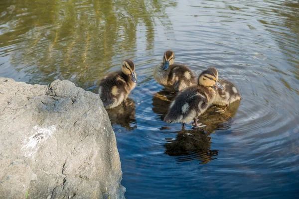 Ducklings In Pond — Stock Photo, Image