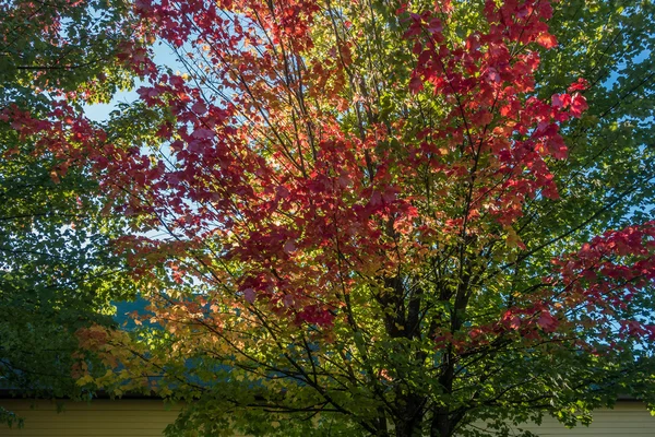 Φθινόπωρο χρώματα σε Seatac 3 — Φωτογραφία Αρχείου