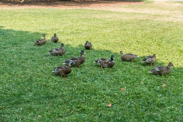 Ducks At Point Defiance — Stock Photo, Image