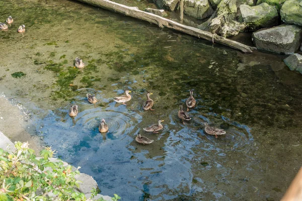 Des Moines arroyo los patos — Foto de Stock