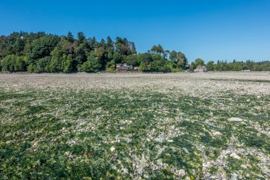 Evde düşük Tide 3