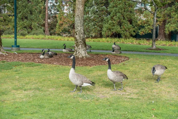 Gesse en Coulon Park — Foto de Stock