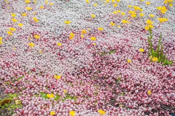 Agrotextilie se žlutými květy — Stock fotografie