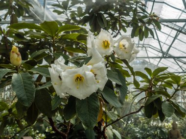 Büyük beyaz çiçekler 2