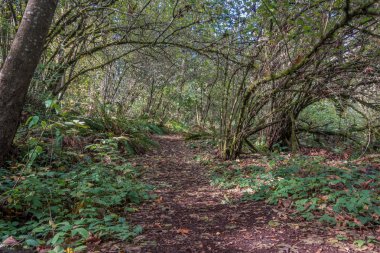 Yaslanmış ağaçlar manzara