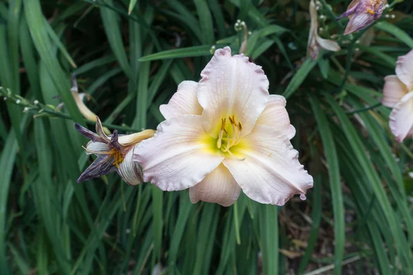 Luz Daylily Closeup — Fotografia de Stock