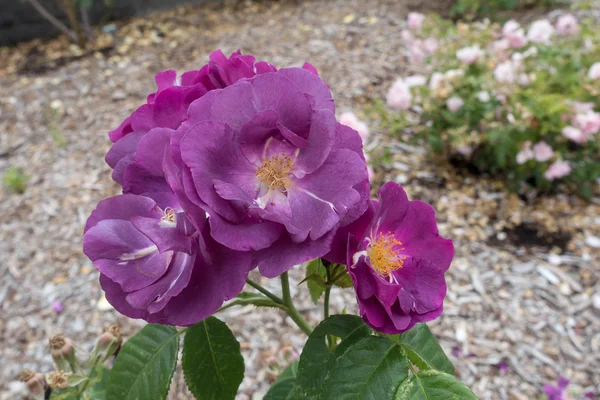 光の紫色の花 — ストック写真