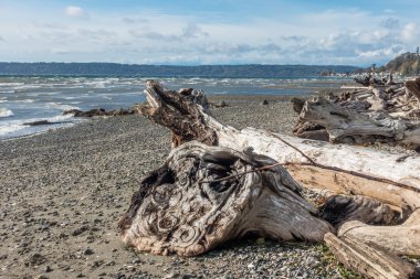 Normandy Park kıyı 2