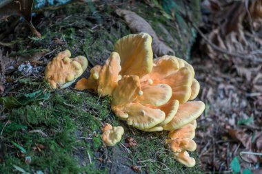 Turuncu ve sarı renkli mantar