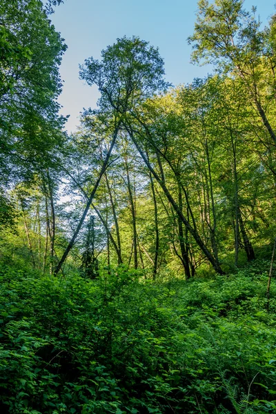 Přírodní oblouk v lese — Stock fotografie