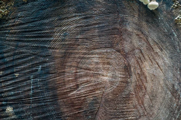 Vecchio albero Sezione Sfondo — Foto Stock