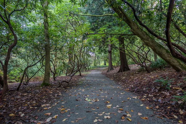 Väg genom skogen — Stockfoto