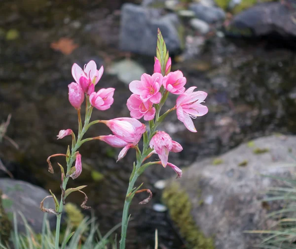 Pink Flowers At Seatac — Stock Photo, Image