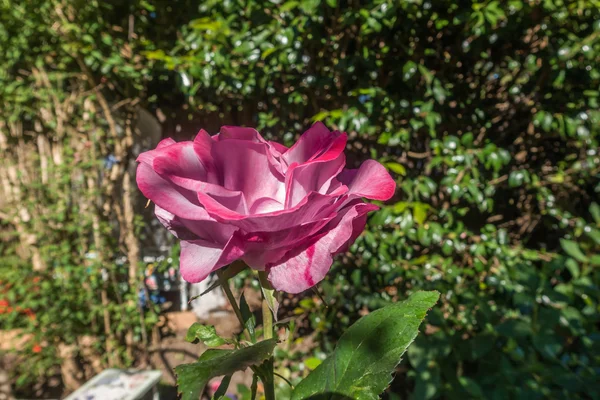 Große rosa Rose — Stockfoto
