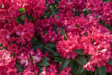 Kırmızı Rhododenron Closeup