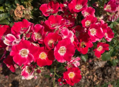 Kırmızı haşhaş kapatmak