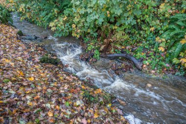 Akış Seahurst Park 2